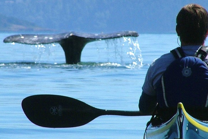 3-Hour Sea Kayak Tour in the San Juan Islands - Photo 1 of 8